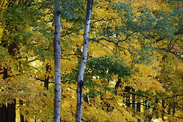 [RS birch and yellow trees[3].jpg]