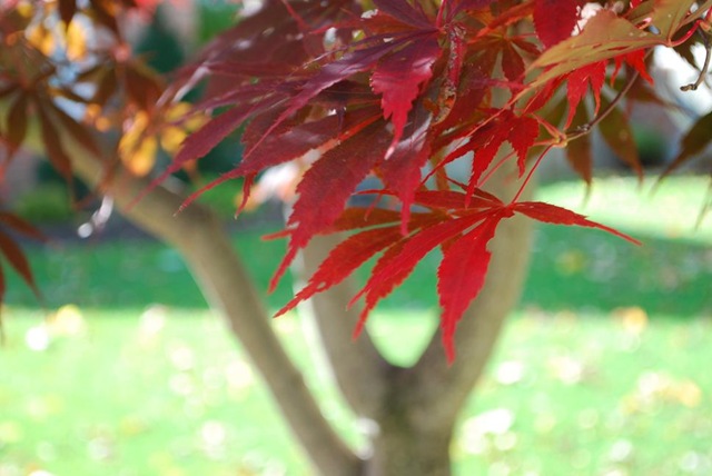 [RS red leaves close[3].jpg]