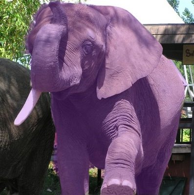 [purple-elephant[4].jpg]