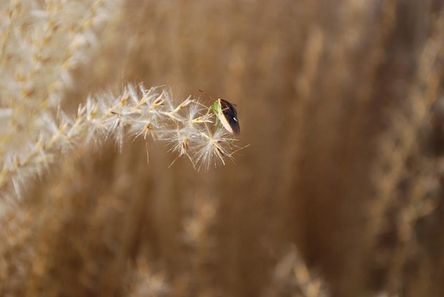 [grasses bug 1[3].jpg]