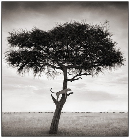 [15 Cheetah in Tree[3].jpg]