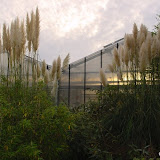Cortaderia. selloana ou Gynerium, Herbe de la pampa