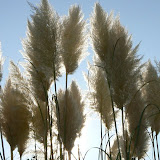 Cortaderia. selloana ou Gynerium, Herbe de la pampa