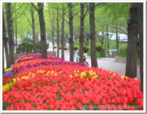 tulips in children's park, seoul