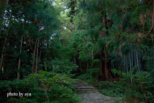 熊野古道の石畳道
