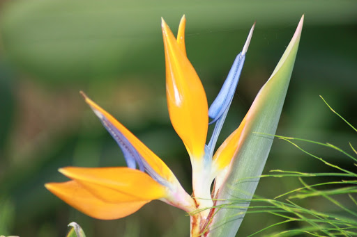 strelitzia reginae dieseases