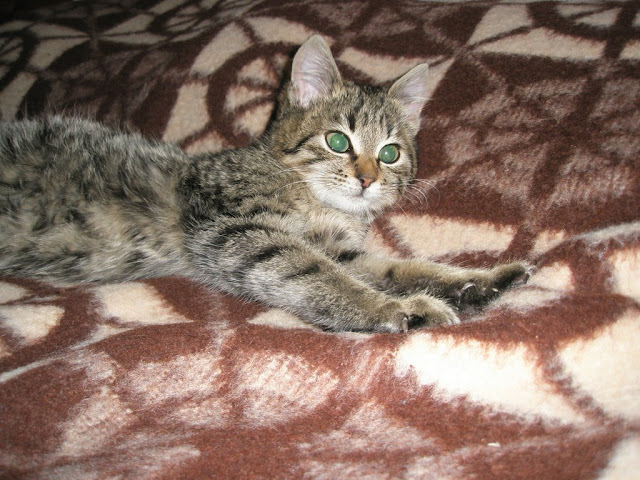 Качена снимка