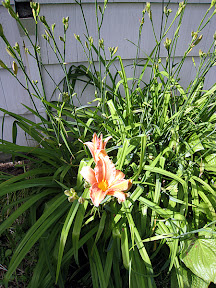 Daylily