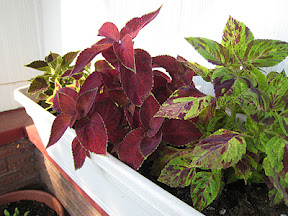Box of coleus