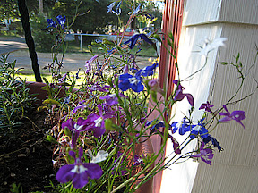 Lobelia