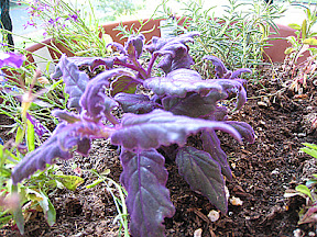 Purple passion