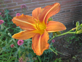 Daylily