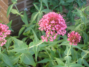 Pink flowers