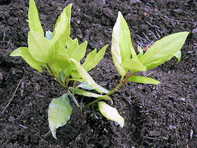 Bay laurel