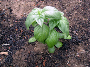 Basil
