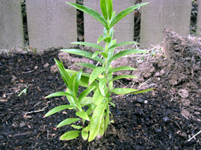 Tarragon