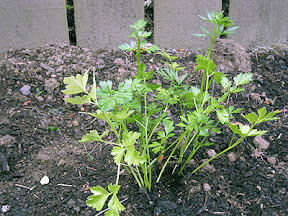 Parsley