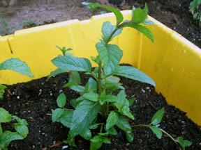 Peppermint