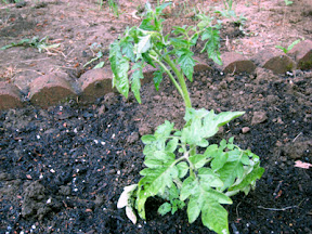 Cherry tomato
