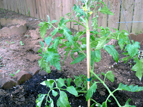 Tomato