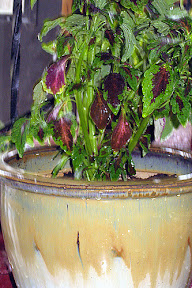 Oompah Coleus