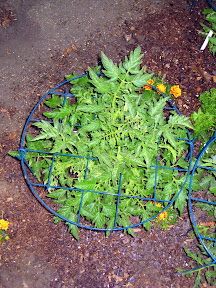 Yellow pear tomato
