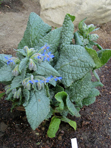 Borage