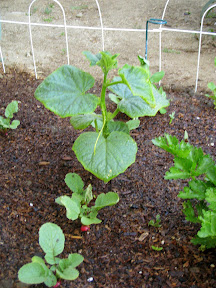Cucumber and radishes