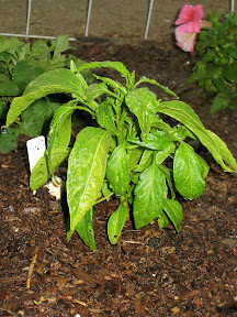 Jalapeno pepper