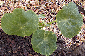 Nasturtium