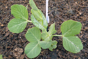 Pea