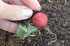 Harvested radish (early)
