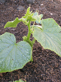 Cucumber
