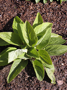 Foxglove