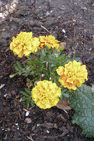 Marigold