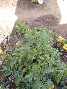 Cherry tomato