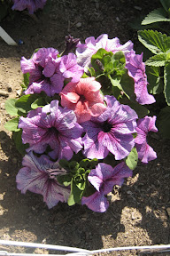 Petunia
