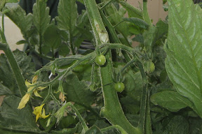 Cherry tomatoes