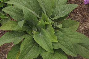 Foxglove