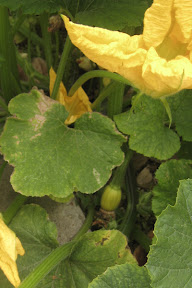 Myserious squash