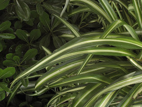 Spider plant?