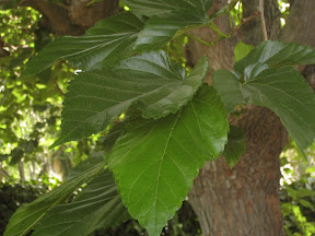Mulberry leaves