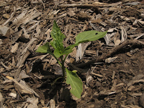 Bell pepper (chewed upon)