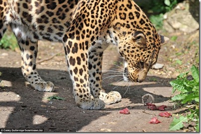 um rato e um leopardo 1