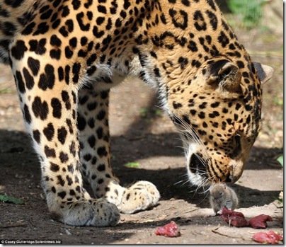 um rato e um leopardo 3