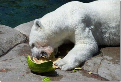 Um urso comendo uma melancia 13