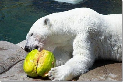 Um urso comendo uma melancia 11