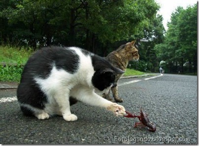 gatos curiosos 6