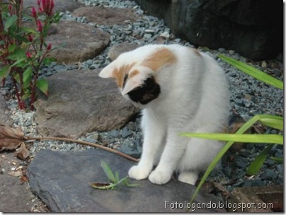 gatos curiosos 5