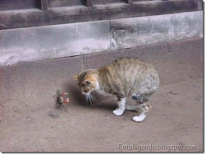 gatos curiosos 3